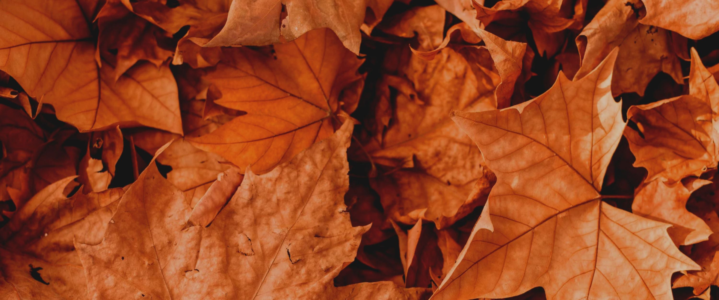 Fall & Winter Clearance