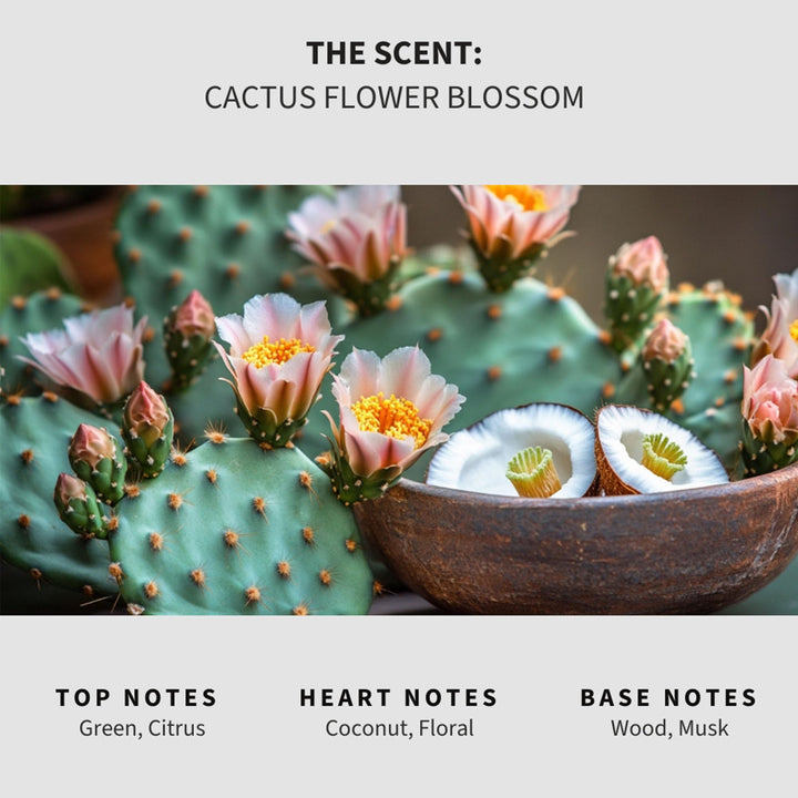 Cactus Flower Blossom (Baja Cactus Blossom) Carpet & Upholstery Deodorizer